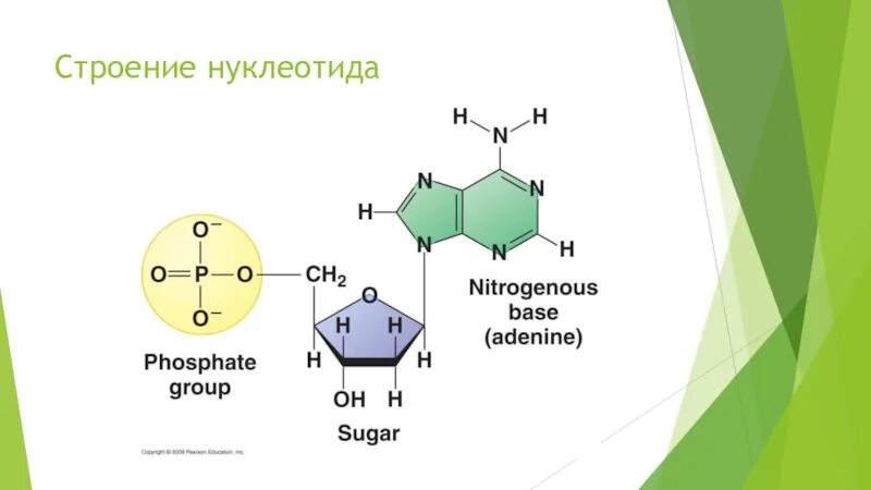 Схема строения нуклеотида ДНК. Схематичное строение нуклеотида. Состав и строение нуклеотидов. Строение нуклеотида. Нуклеотид представляет собой