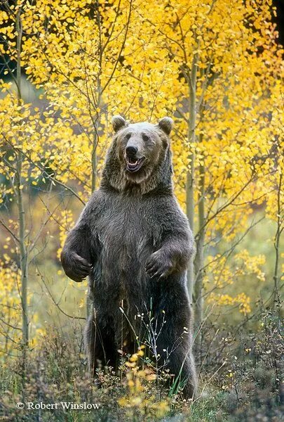 Медведь вертикальное фото Медведь вертикальное фото