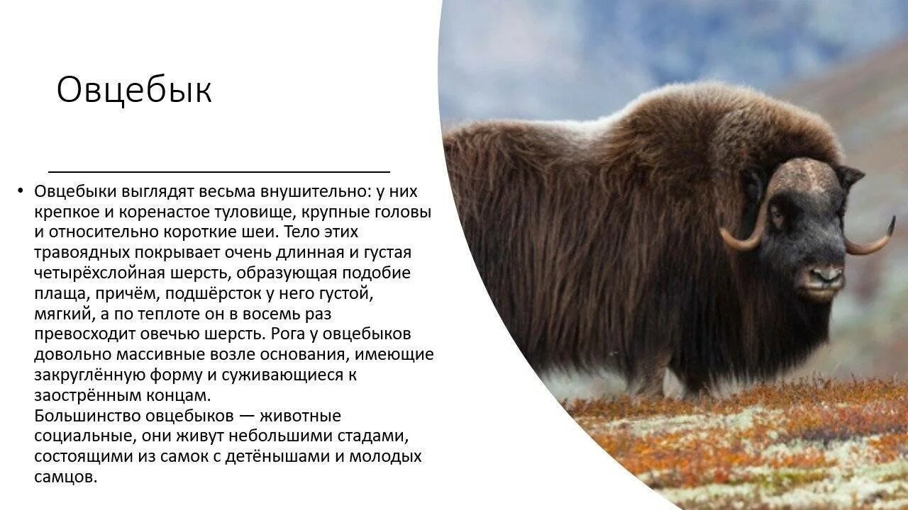 Обитает ли овцебык. Овцебык в тундре. Обитает ли овцебык. Северная америка животные овцебык. Овцебык антарктида.