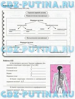 Биология 8 класс драгомилов параграф 2