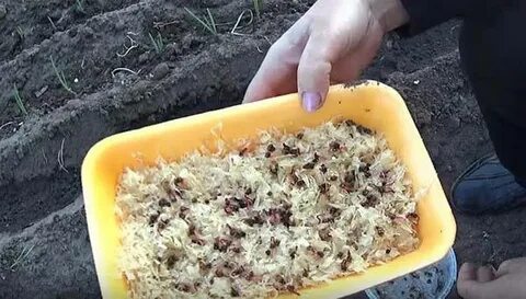 Свеклу когда сажать в открытый грунт весной