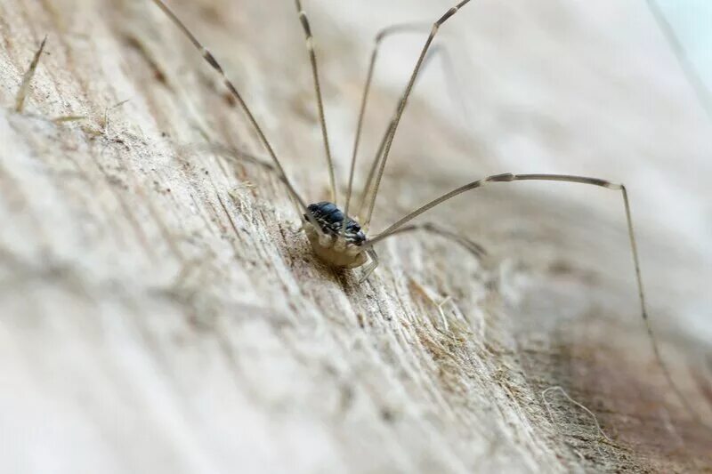 образ жизни сенокосцев