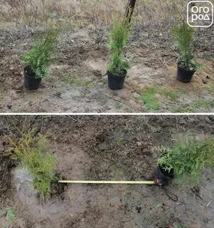 Какое расстояние при посадке туи