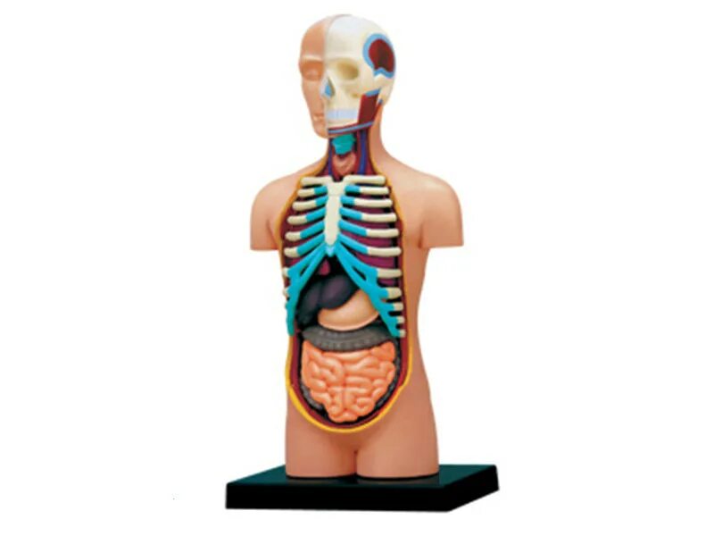 Анатомические изделия. Анатомический набор "торс человека" edu toys human anatomy model 50 см. 4d master / пазл "анатомическая модель собаки". Модель торса анатомическая. 4 d vision анатомические игрушки.