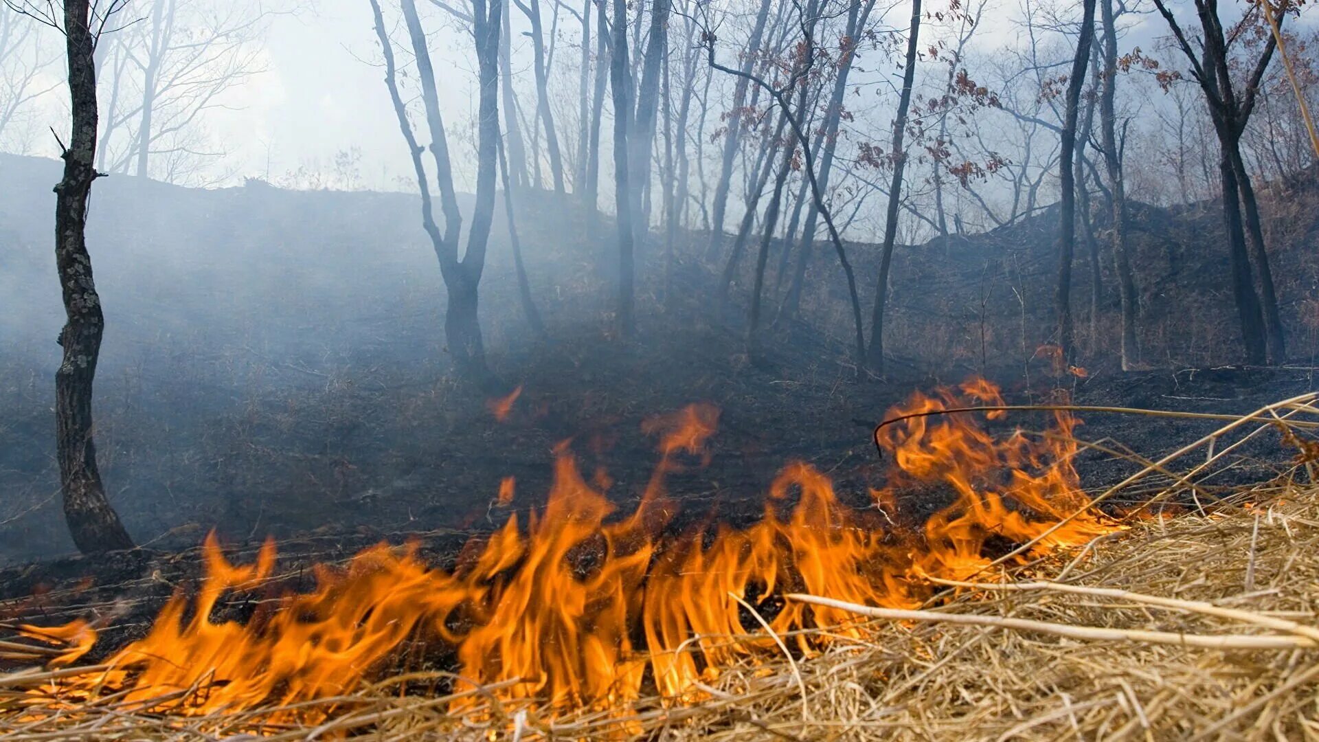 Лесные пожары статьи. Лесные пожары. Весенние Лесные пожары. Огонь в Сухом лесу. Лесной пожар зимой.