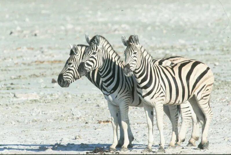 Верблюд и зебра. Camel с зеброй. Слон зебра. Жираф и зебра. Зебра и верблюд.