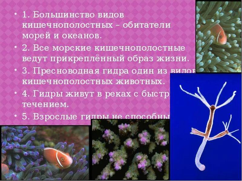 Выберите кишечнополостных животных выберите ответ. Кишечнополостные ведут _____ образ жизни. прикрепленный образ жизни у кишечнополостных. прикреплённый образ жизни. образ жизни пресноводной гидры.