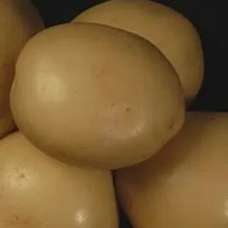 Сорт мемфис картофель характеристика