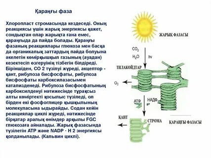 Студент қыздар онлайн видео