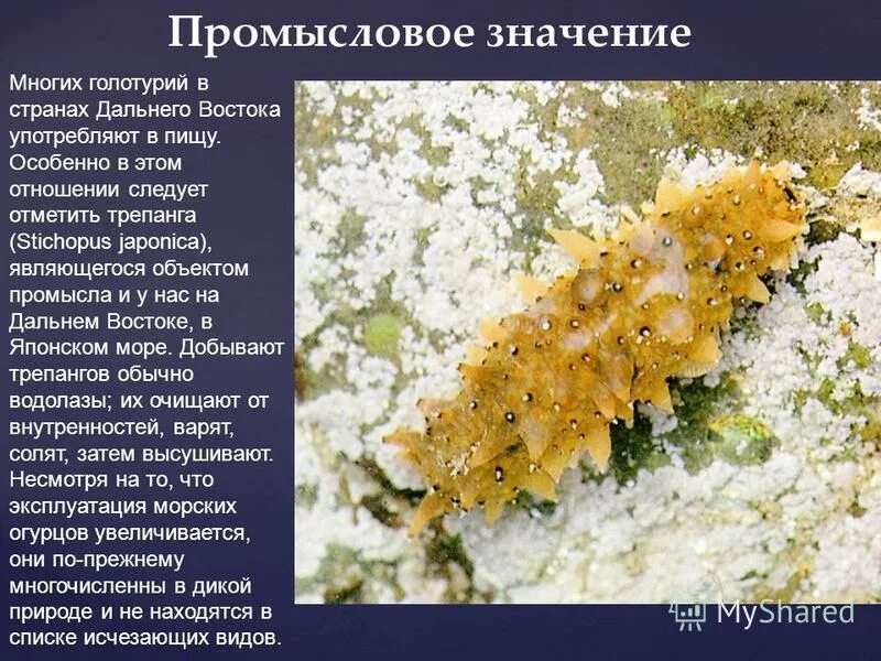 голотурия описание 3 класс литературное