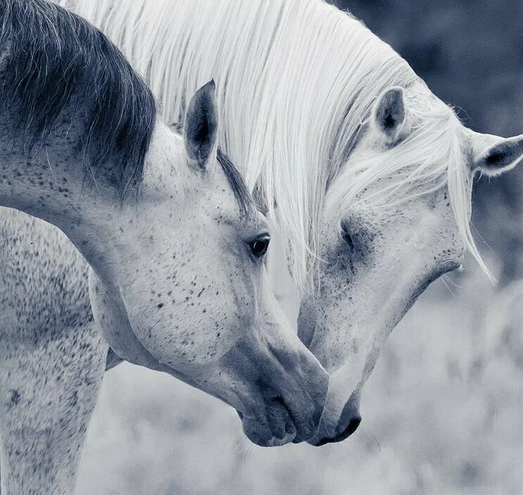лошадь бежит. две белые лошади. две белые лошади. две лошади. влюбленные лошади.