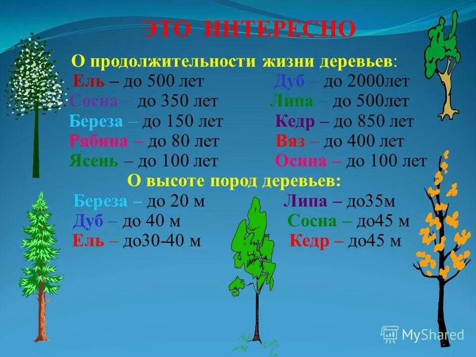 Группы возраста деревьев. Сроки продолжительности жизни деревьев таблица. Осина Продолжительность жизни дерева. Продолжительность жизни деревьев 1 класс. Продолжительность жизни деревьев 1 класс таблица.