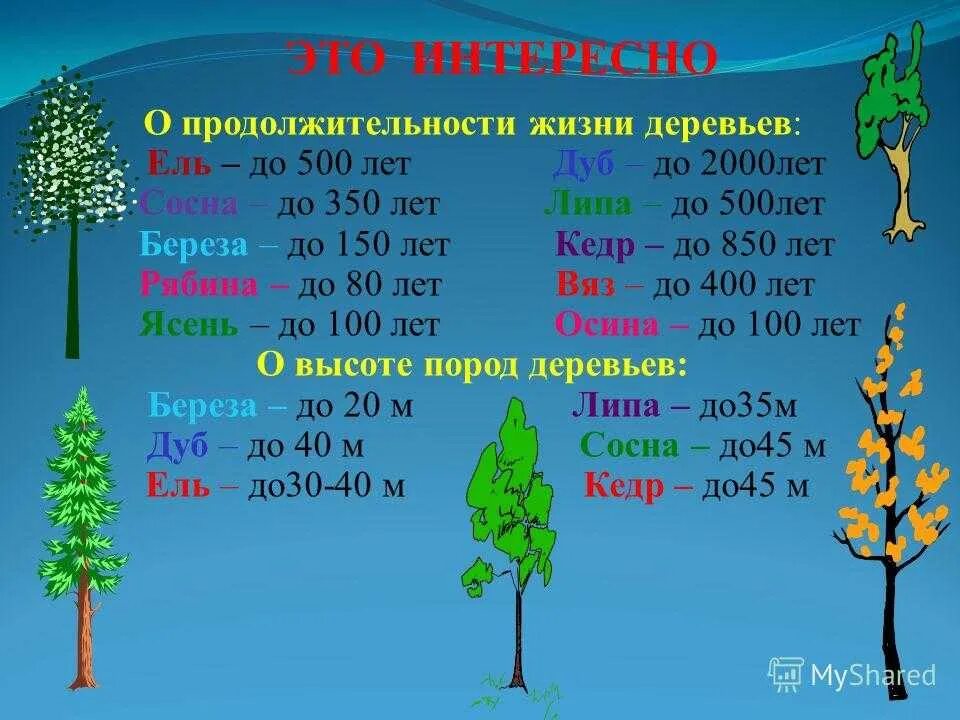 Продолжительность жизни деревьев клен. Продолжительность жизни деревьев дуб береза клен липа. Продолжительность деревьев таблица. Продолжительность жизни деревьев дуб кедр ель сосна