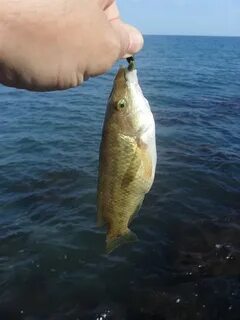 Что ловится в черном море с берега