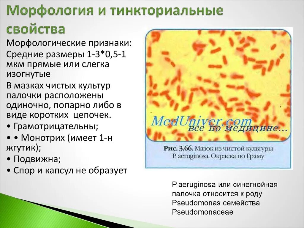 Синешнойная палочкаморфология. Возбудитель синегнойной палочки микробиология. Синегнойная палочка микробиология морфология. Синегнойная палочка морфология морфология.