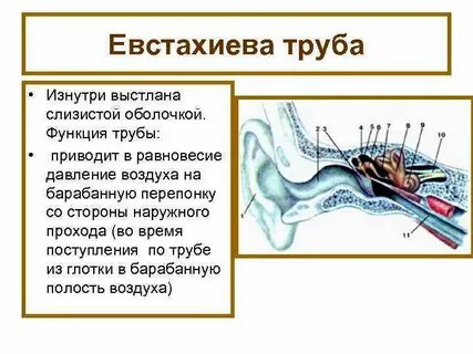 Какое значение имеет слуховая труба