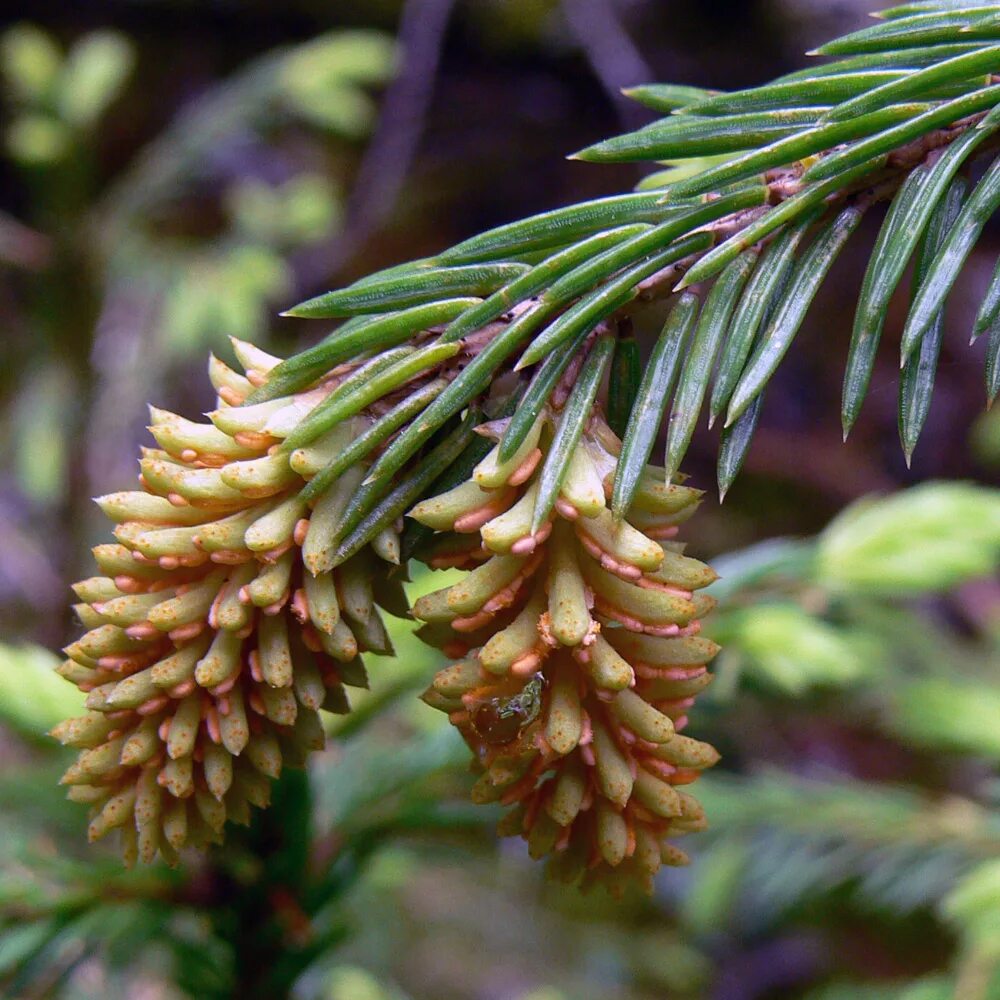 Шишки ели сибирской. Picea obovata. Ель Сибирская (Pícea obovаta). Ель Сибирская (Picea obovata Ledeb. ). Ель Сибирская (Picea obovata) макростробил.