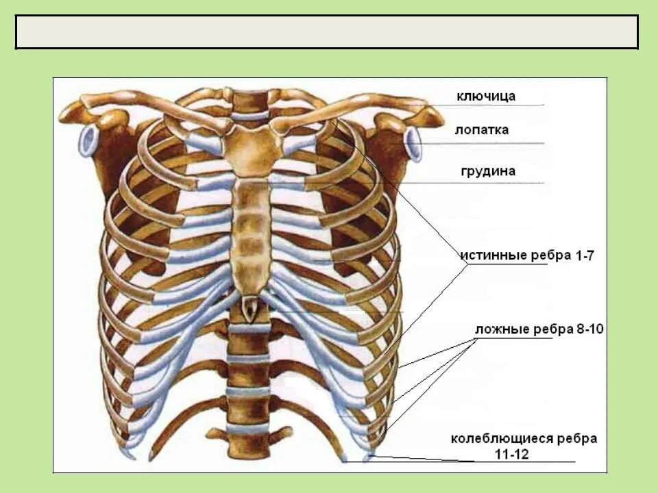Сколько ребер на 1 стороне. Строение скелета грудной клетки. Скелет грудной клетки вид спереди. Костный каркас грудной клетки. Грудная клетка анатомия 10 ребро.