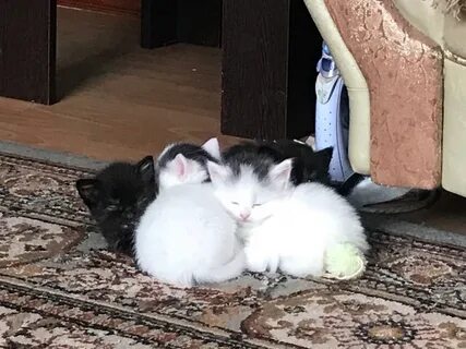 Активные котята