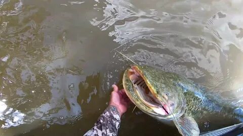 Год сома видео
