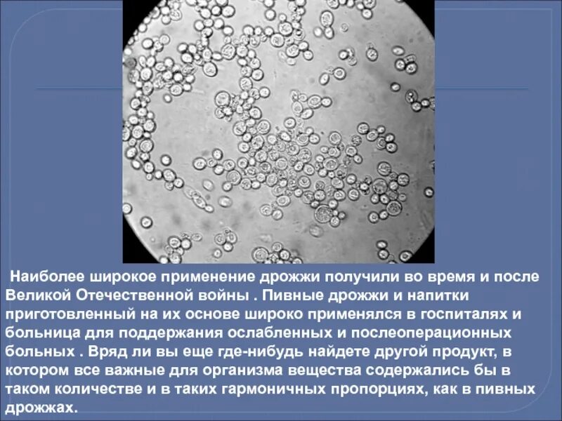 Дрожжевые грибы в жизни человека. Дрожжевые грибы в природе. Роль дрожжей. Роль дрожжей в природе.