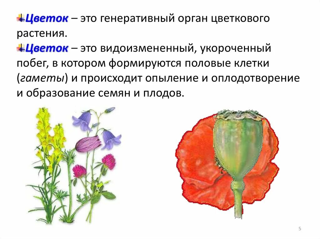 Органы цветка. Цветок - это генеративный орга. Генеративные органы цветка. Генеративные органы растений цветок по биологии.