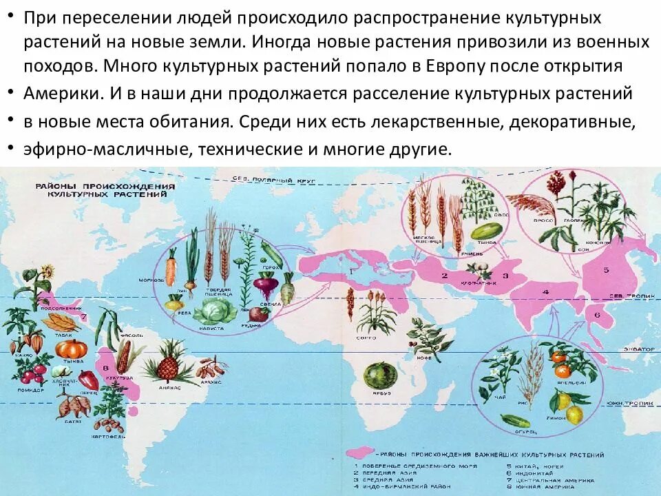 Сообщение на тему происхождение культурных растений. Происхождение культурных растений. центры происхождения культурных растений. разнообразие и происхождение культурных растений. схема происхождения культурных растений.