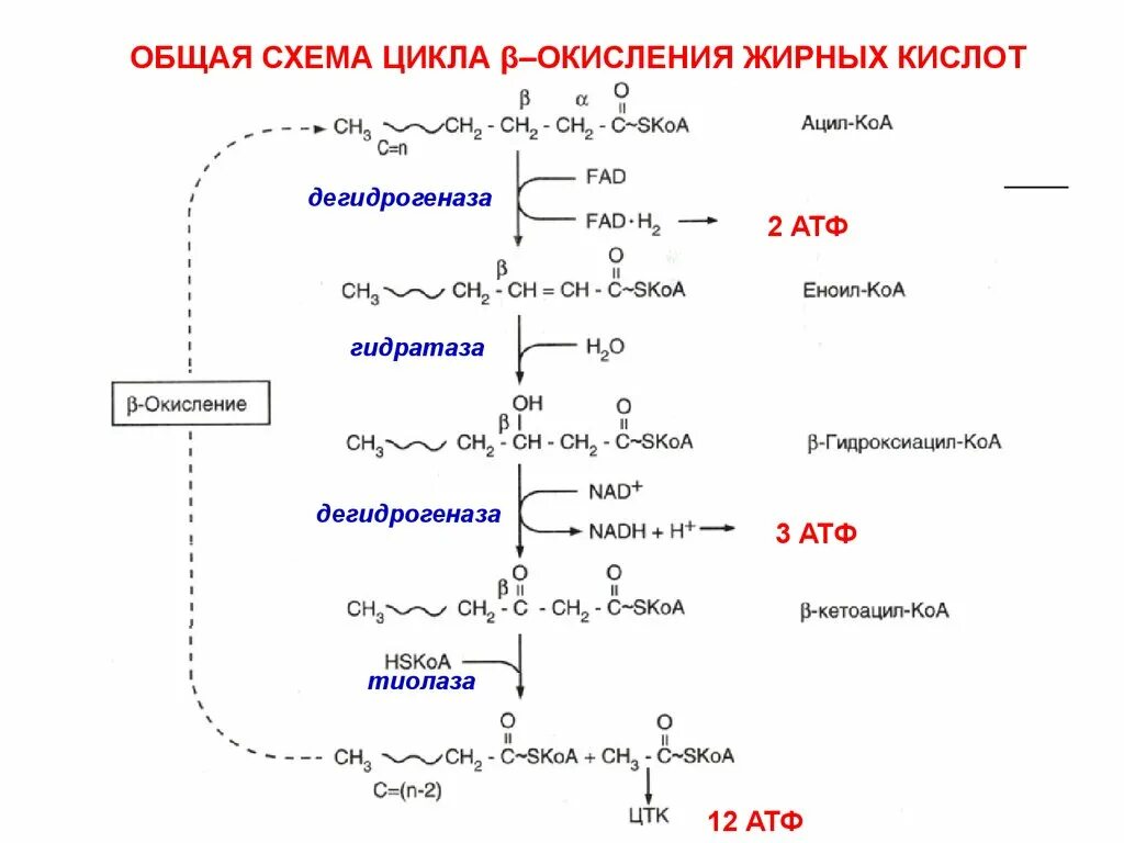 Бета-окисление жирных кислот локализовано:. Схема бета окисления жирных кислот. Цикл бета окисления жирных кислот. Биологическая роль бета окисления жирных кислот.