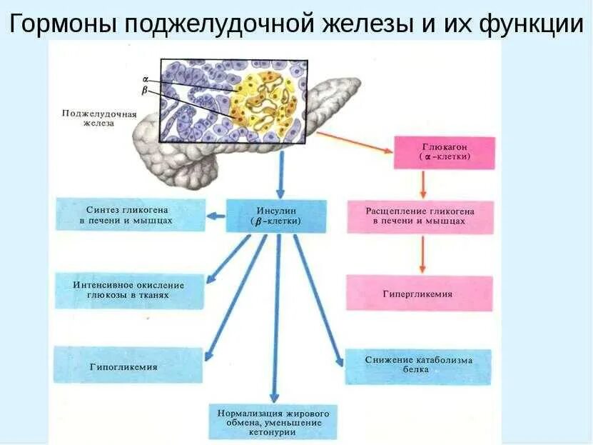 Ферменты и гормоны вырабатываемые поджелудочной железой. Роль гормонов поджелудочной железы (инсулин, глюкагон, соматостатин).. функции поджелудочной железы 8 класс. функции поджелудочной железы схема. эндокринная функция поджелудочной железы схема.