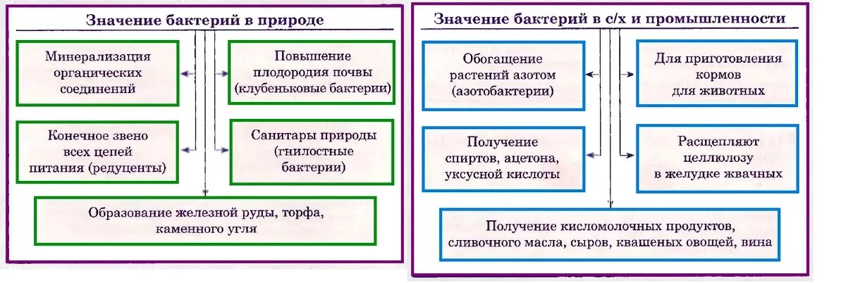 4 значения бактерий. Роль бактерий схема. Схема значение бактерий. Кластер значение бактерий. Схема значение бактерий 5 класс.