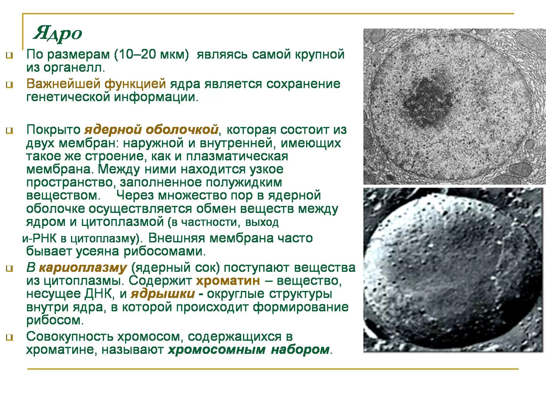 Как называют плотную структуру внутри ядра. Функции ядра эукариотической клетки. Ядро с хроматином и ядрышком функции. Ядерная мембрана толщина. Функцией ядра является.