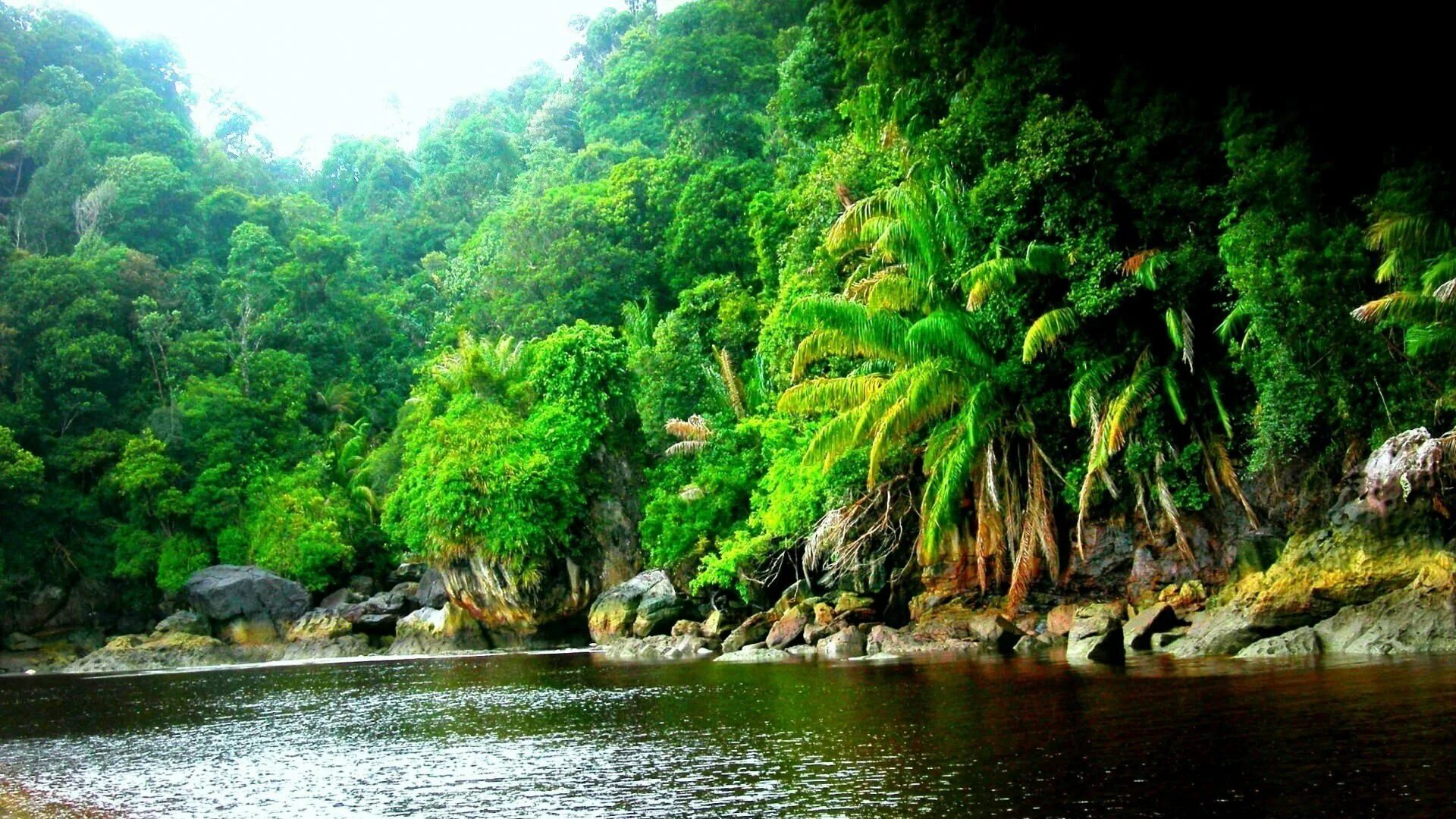 Amazon borneo congo. Чунцин тропические джунгли. Река Амазонка джунгли. Тропические леса Юго Восточной Азии. Тропические джунгли Индии.