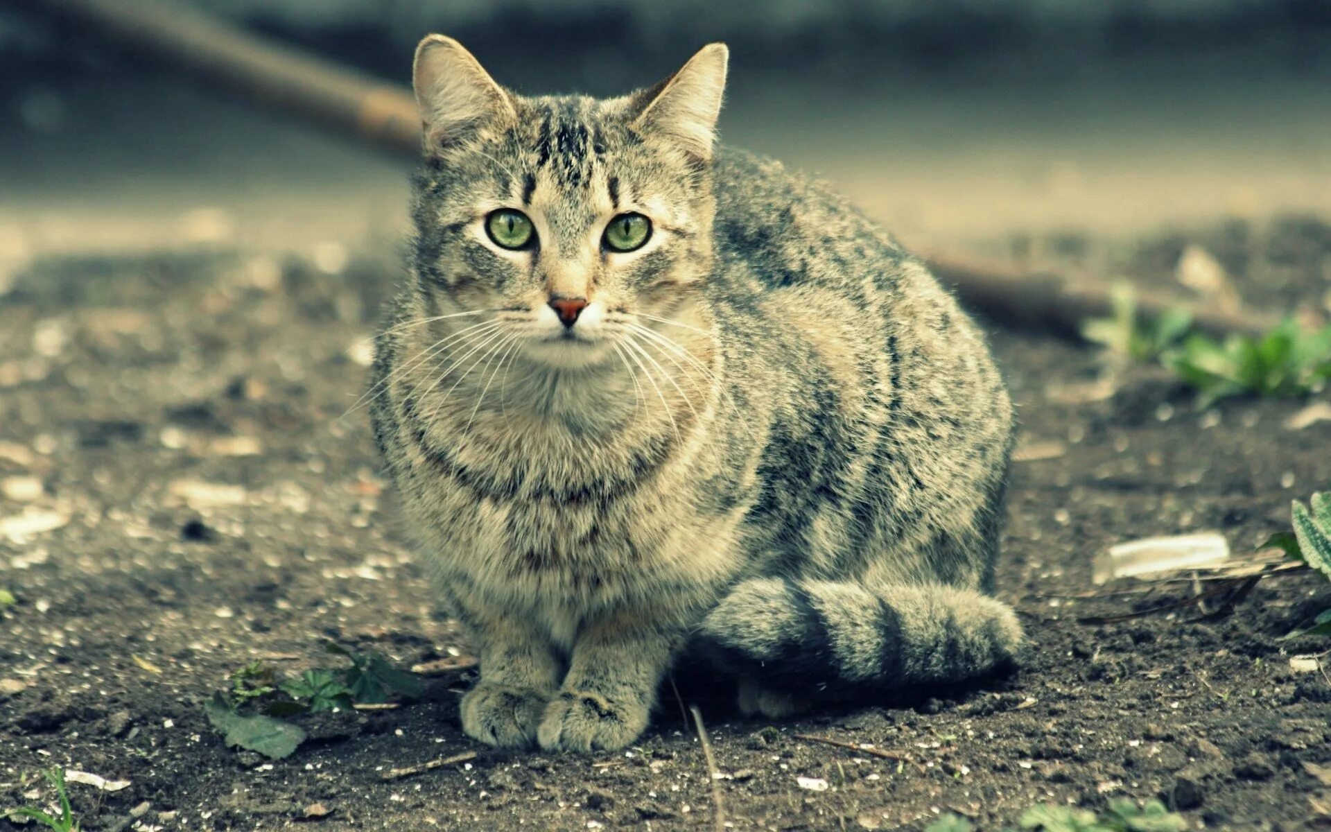 Европейская Лесная короткошерстная кошка. Felis Silvestris catus. Красивые кошки. Обои кошки. Picture me cats