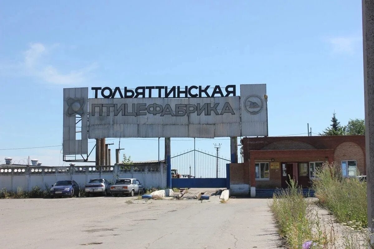Тольяттинская птицефабрика стелла. Тольяттинская птицефабрика фото. Тольяттинская птицефабрика засекин. Птица фабрика тольятти. Тольяттинская птицефабрика стелла.