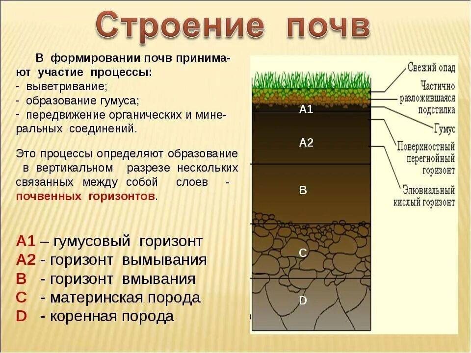 Типы строения почвенного профиля