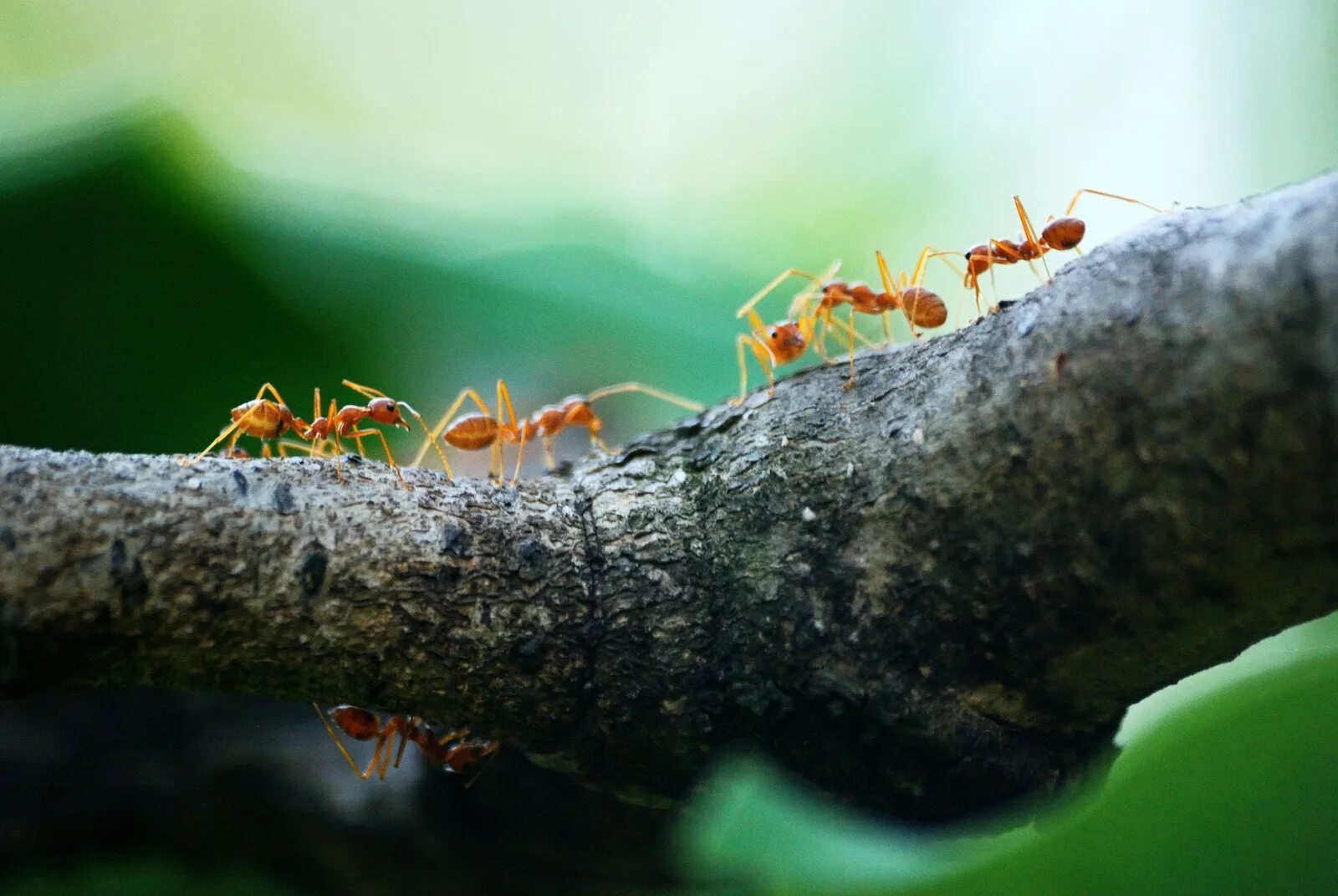 Ant marching. Муравьи листорезы. Муравьи в муравейнике. Муравейник Макросъемка. Муравей ползет.