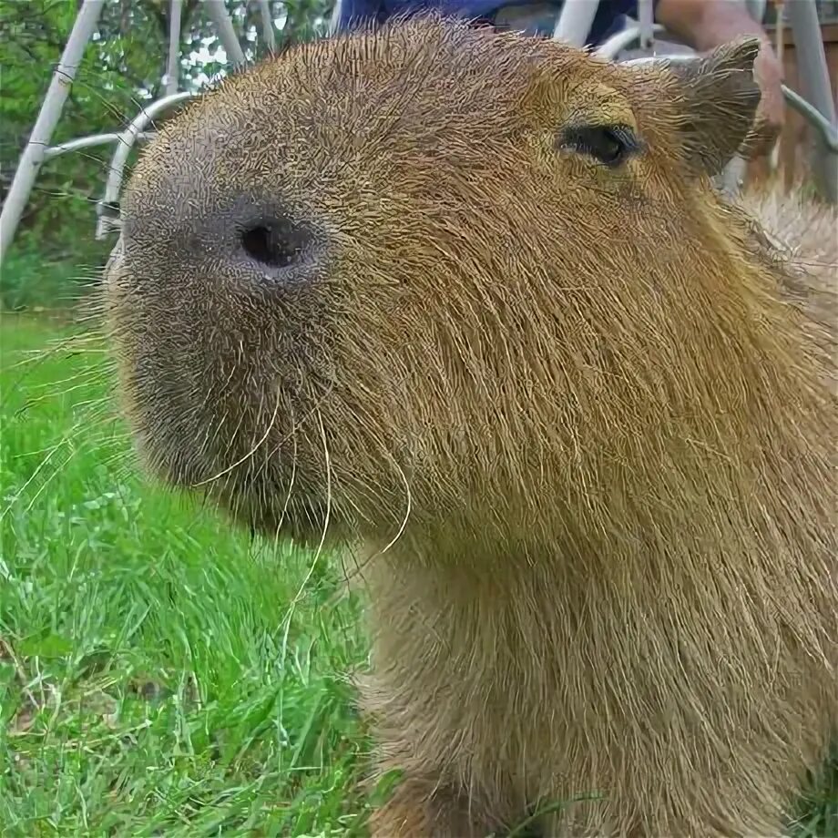"Hmmm - this one seems to be clean....hold still now...almost done..." Capybara,