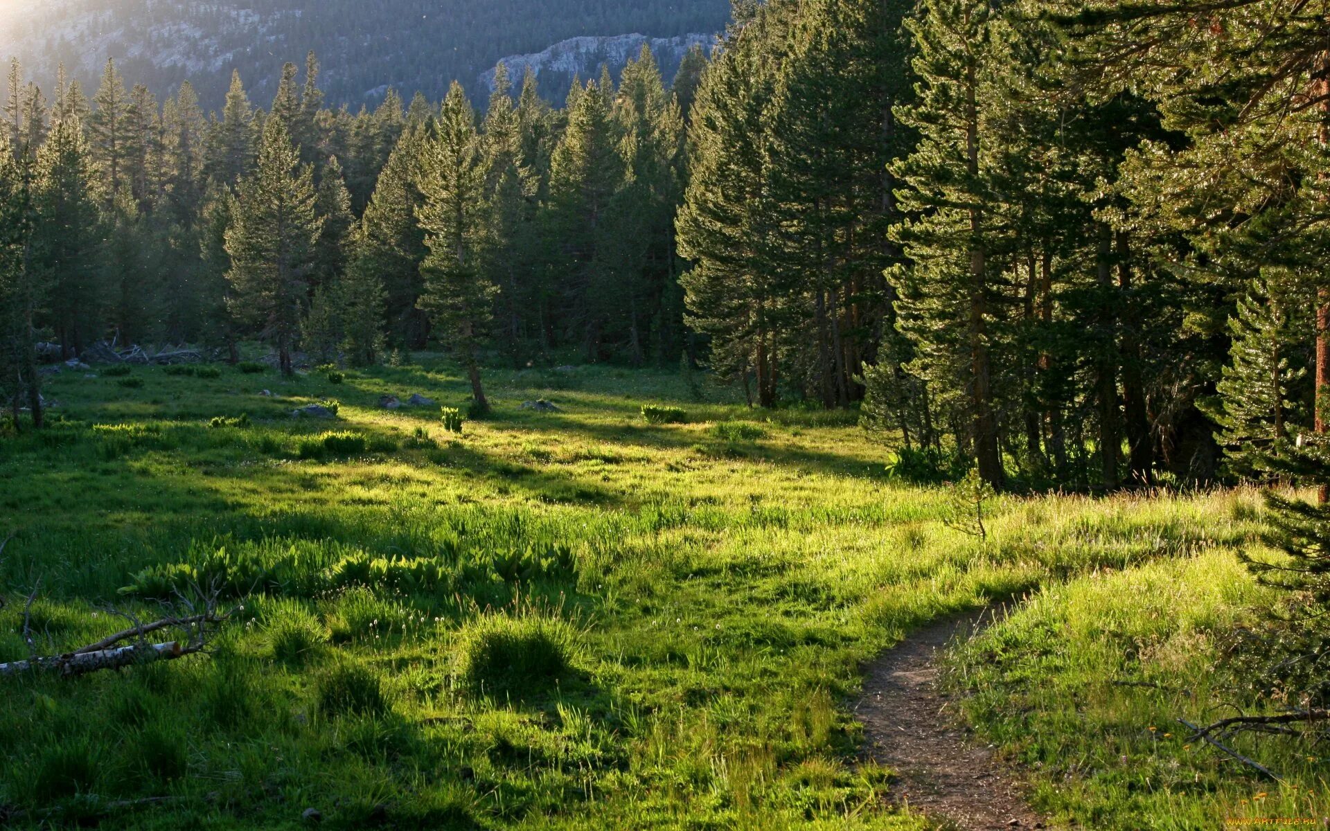 Лесная поляна удмуртия. Поле цветов. Желтые цветы в лесу. Полянка растущий. Поляна в лесу.