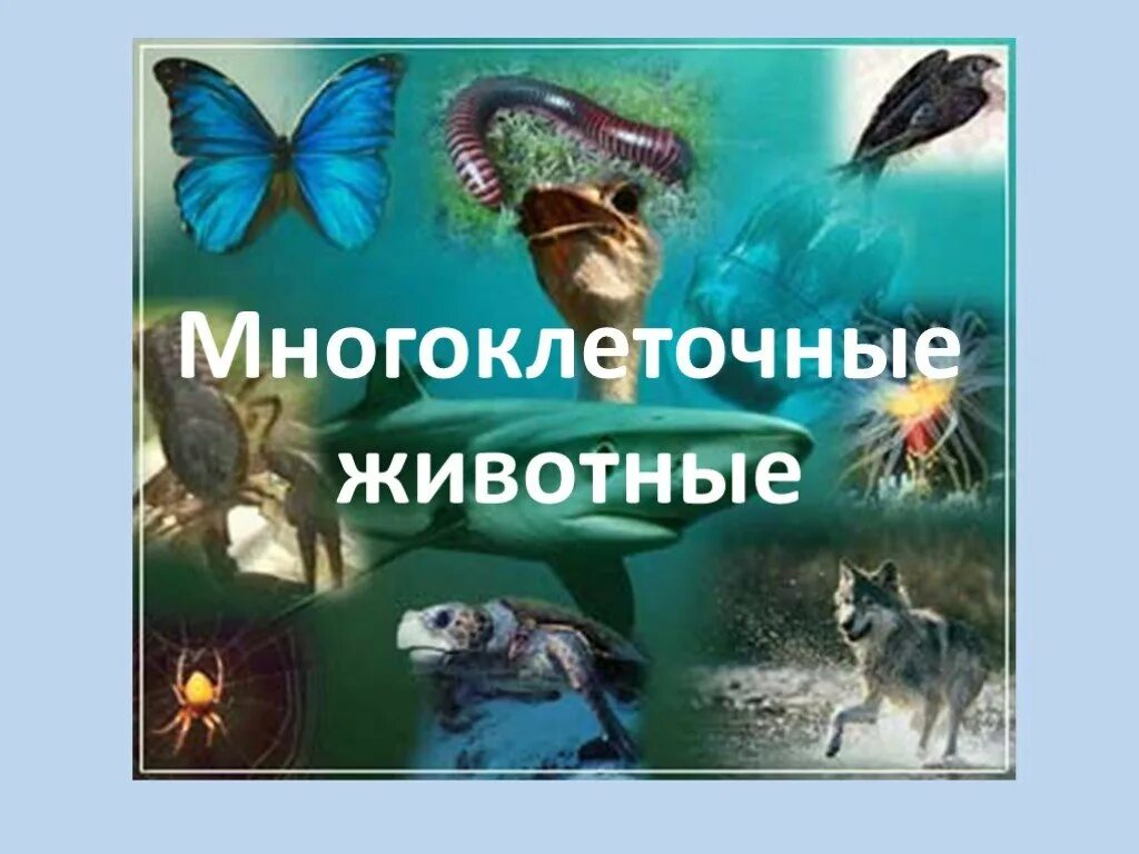 Многоклеточное позвоночное животное. Многоклеточные животные животные. Многоклеточных животных. Многоклеточные позвоночные животные. Многоклеточные животные 7 класс биология.