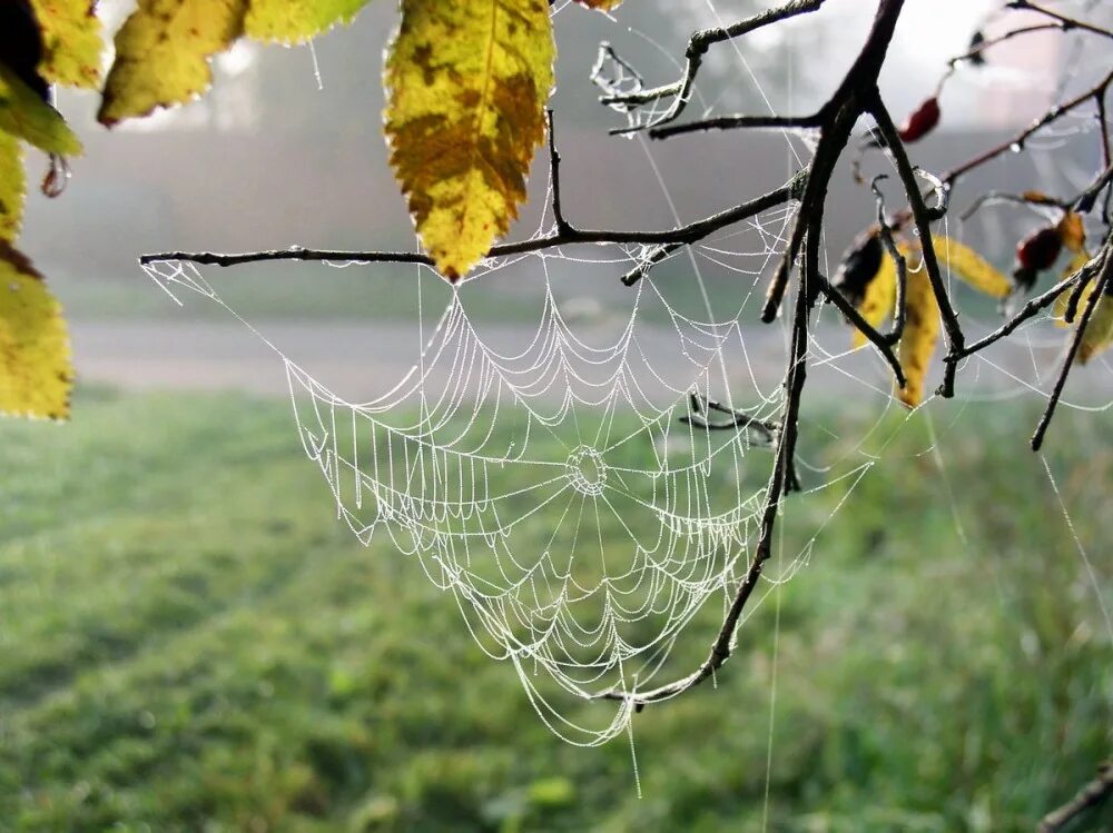бесчисленные нити осенних паутин. паутинка осень. паук на паутине. паутина осенью. осень паутина.