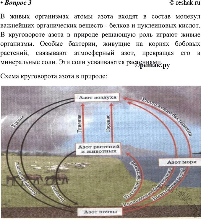 Опишите круговорот азота в природе. Круговорот азота в природе химия 9 класс. Схема круговорота азота в природе биология. Схема круговорота азота в природе химия 9 класс. Круговорот азота схема 9 класс.