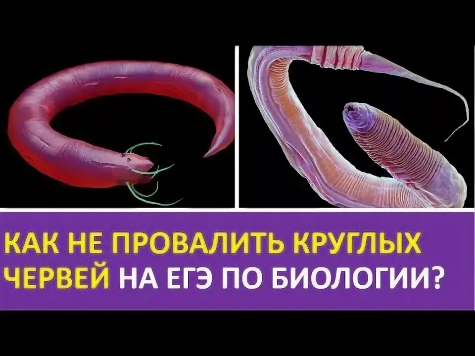 Тест черви егэ. Круглые черви ЕГЭ. Черви ЕГЭ биология. Круглый червь ЕГЭ. Черви ЕГЭ.