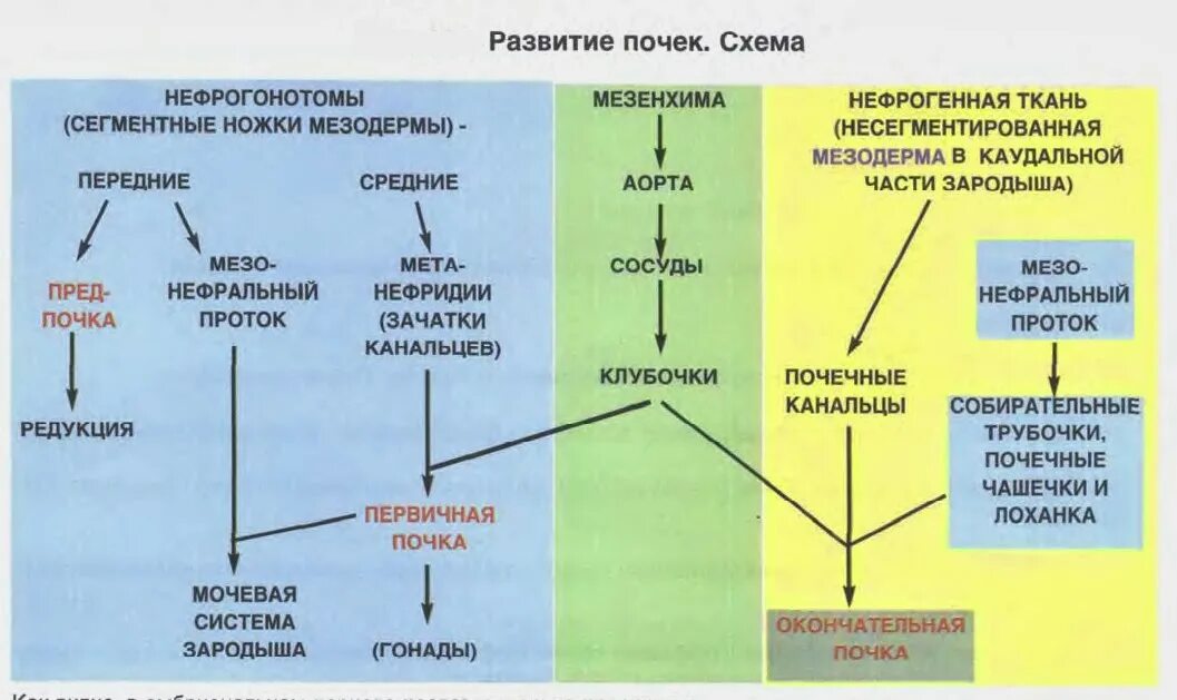 Источник развития почки гистология. Источники развития мочевыводящих путей гистология. Этапы развития почек гистология. Источники развития мочевыделительной системы гистология.