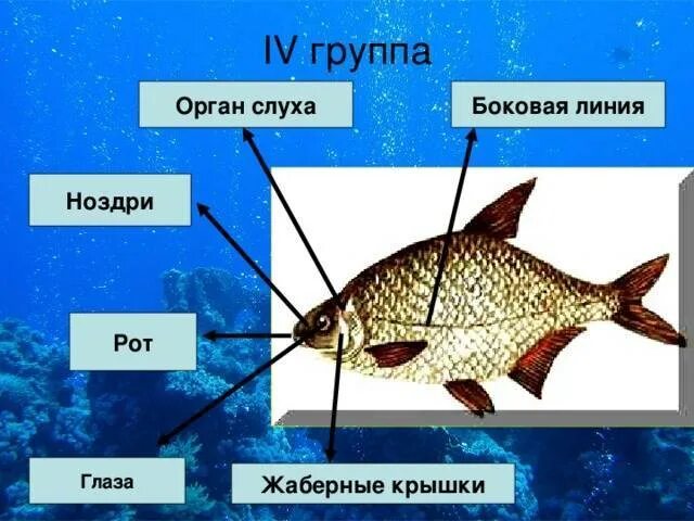 Особый орган чувств боковая линия. Органы боковой линии у рыб. Боковая линия орган чувств у рыб. Строение органа боковой линии у рыб. Органы чувств рыб строение.