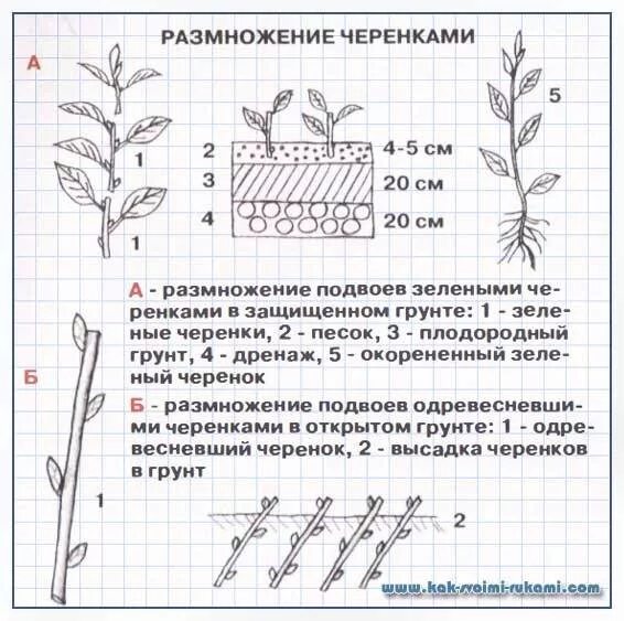 Размножение клоновых подвоев яблони. Привой и подвой схема. Привой и подвой. Размножение подвоев. Черенки подвоев яблони.