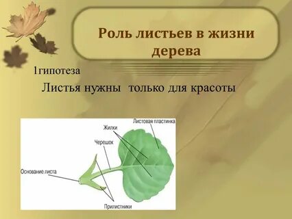 Роль тканей в жизни растений