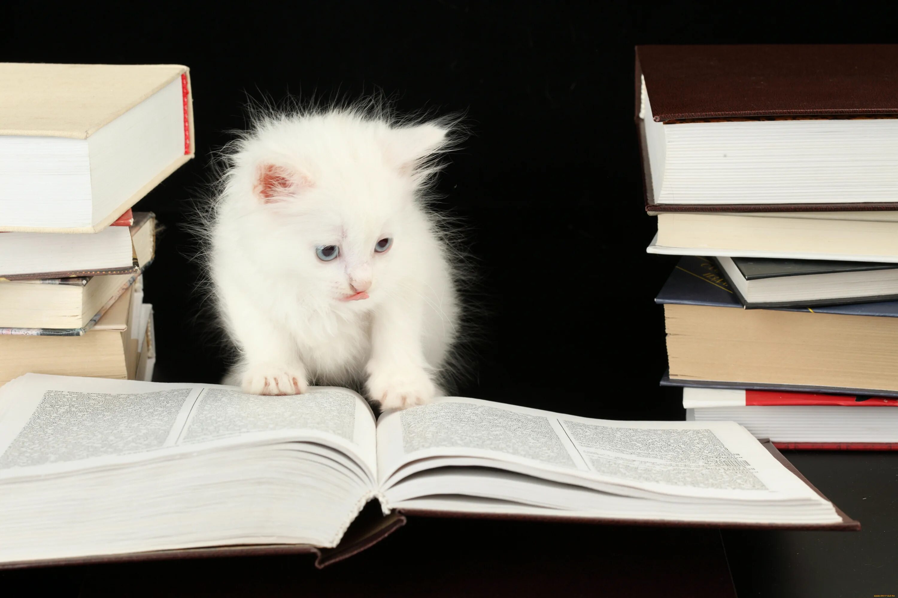 Чтение книг о животных. Умный кот. кошка с книжкой. котенок с книгой. книга котик.