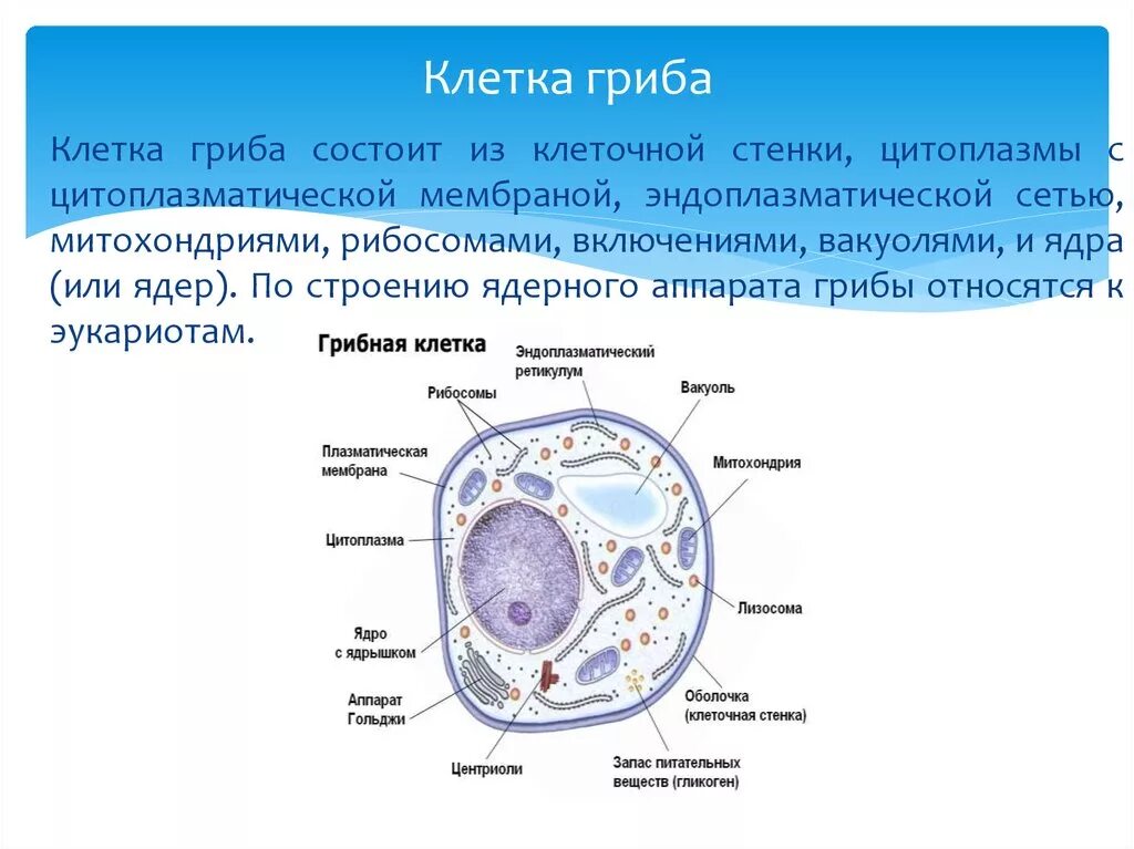 Верны ли суждения о строении грибной клетки. Клетка гриба строение и функции. Строение грибной клетки. Грибная клетка строение органеллы. Клеточное строение грибной клетки.