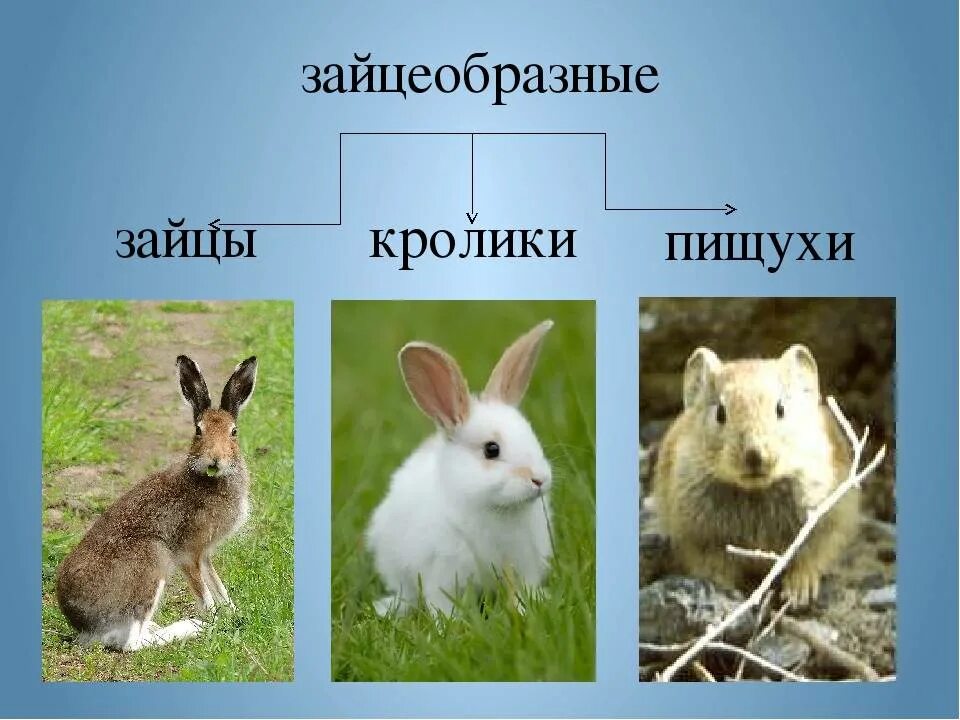 К каким животным относятся кролики. Отряд зайцеобразные семейство заячьи. Отряд зайцеобразные (Lagomorpha).. Отряды млекопитающих зайцеобразные. Отряд зайцеобразные кролики.