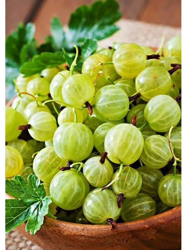 Белый крыжовник сорт. Крыжовник малахит куст. крыжовник белый триумф. крыжовник зеленый малахит. крыжовник малахит 2 года.